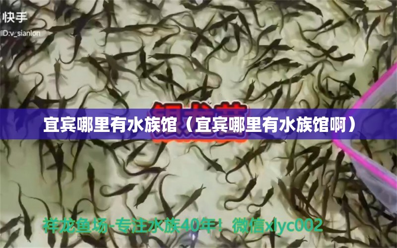 宜宾哪里有水族馆（宜宾哪里有水族馆啊）