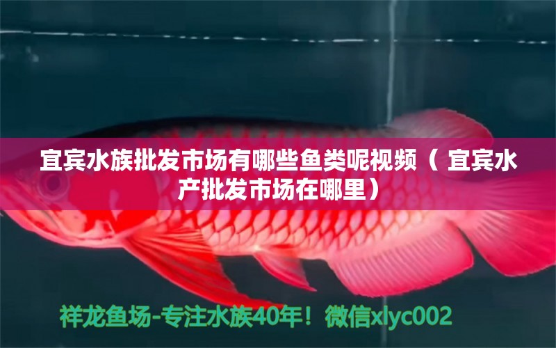 宜宾水族批发市场有哪些鱼类呢视频（ 宜宾水产批发市场在哪里）