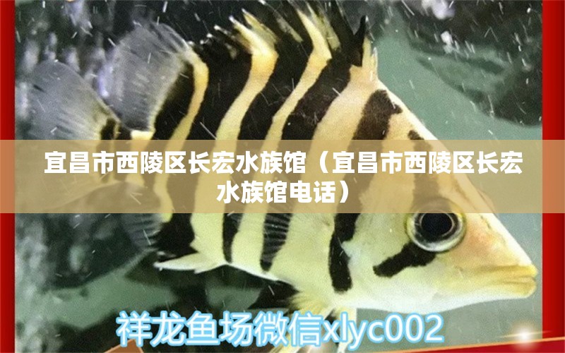 宜昌市西陵区长宏水族馆（宜昌市西陵区长宏水族馆电话）