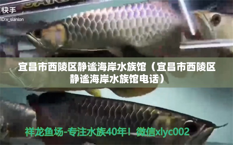 宜昌市西陵区静谧海岸水族馆（宜昌市西陵区静谧海岸水族馆电话） 全国水族馆企业名录