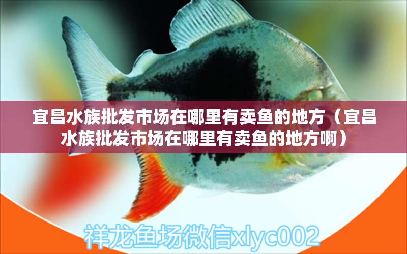 宜昌水族批发市场在哪里有卖鱼的地方（宜昌水族批发市场在哪里有卖鱼的地方啊）