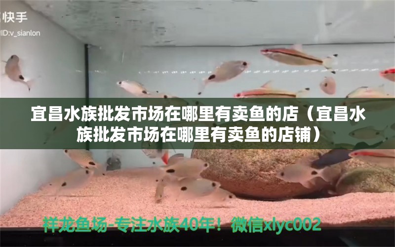 宜昌水族批发市场在哪里有卖鱼的店（宜昌水族批发市场在哪里有卖鱼的店铺） 观赏鱼水族批发市场