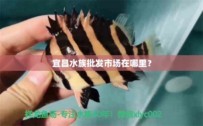 宜昌水族批发市场在哪里？