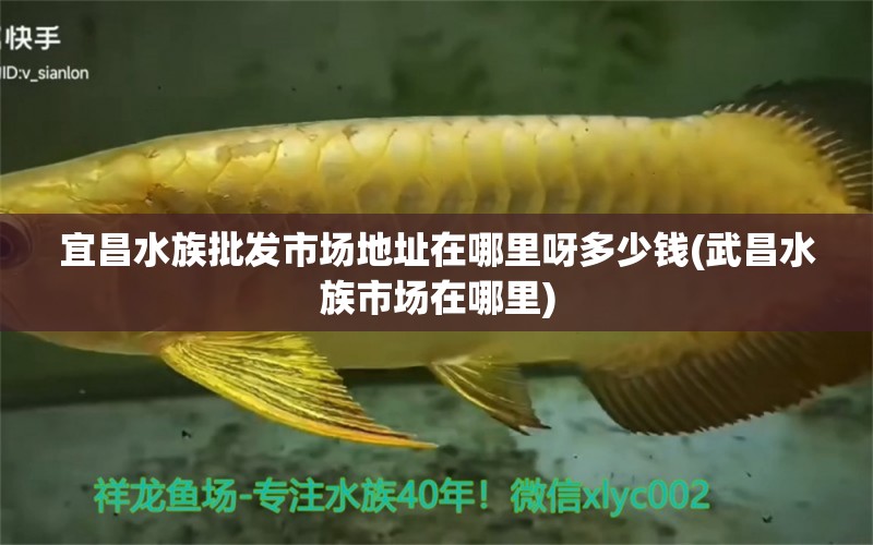 宜昌水族批发市场地址在哪里呀多少钱(武昌水族市场在哪里) 观赏鱼水族批发市场