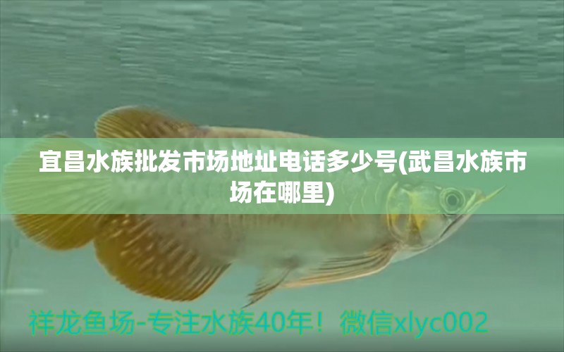 宜昌水族批发市场地址电话多少号(武昌水族市场在哪里) 观赏鱼水族批发市场