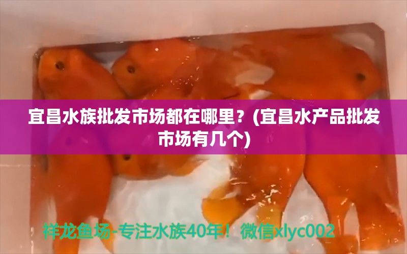 宜昌水族批发市场都在哪里？(宜昌水产品批发市场有几个)