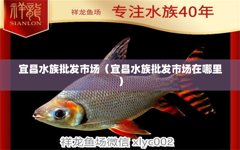 宜昌水族批发市场（宜昌水族批发市场在哪里） 观赏鱼水族批发市场