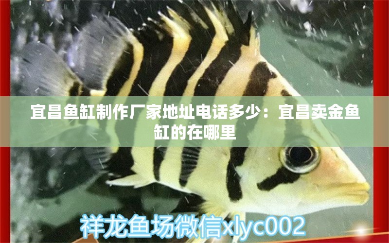 宜昌鱼缸制作厂家地址电话多少：宜昌卖金鱼缸的在哪里 广州水族批发市场 第2张