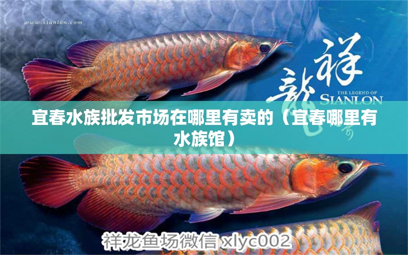 宜春水族批发市场在哪里有卖的（宜春哪里有水族馆）