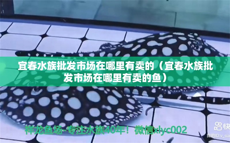 宜春水族批发市场在哪里有卖的（宜春水族批发市场在哪里有卖的鱼）