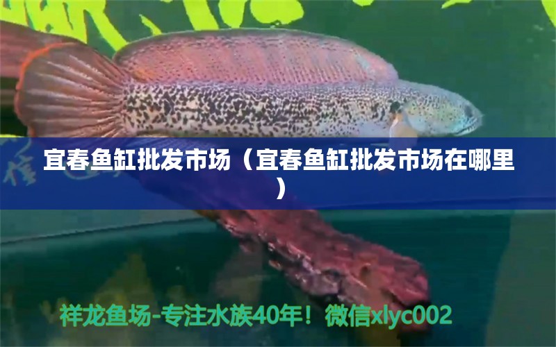 宜春鱼缸批发市场（宜春鱼缸批发市场在哪里） 观赏鱼水族批发市场