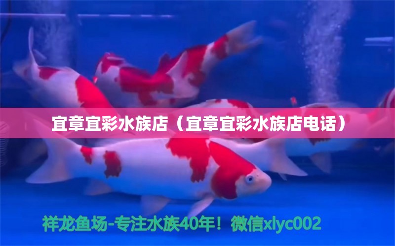 宜章宜彩水族店（宜章宜彩水族店电话）