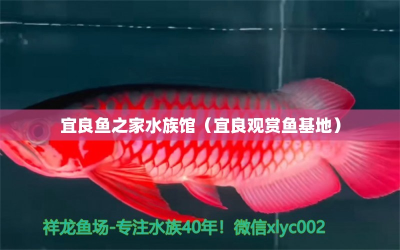 宜良鱼之家水族馆（宜良观赏鱼基地） 全国水族馆企业名录