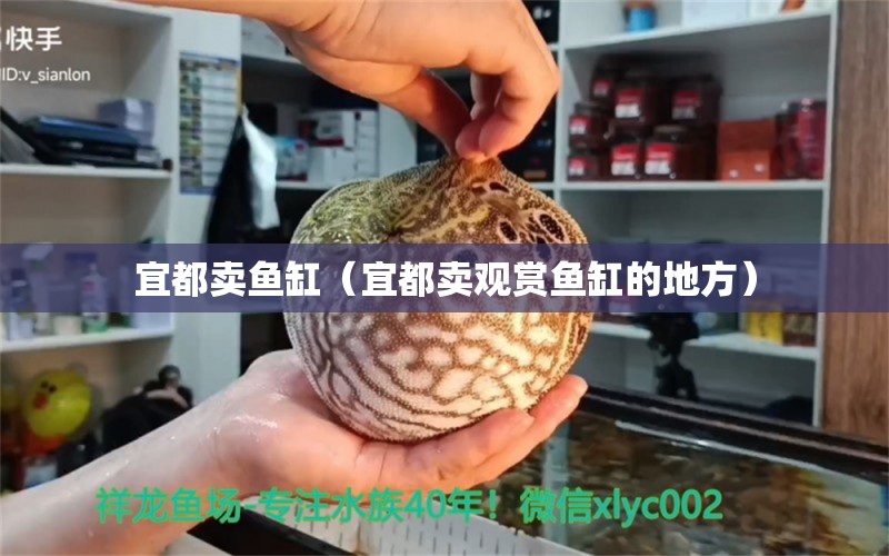 宜都卖鱼缸（宜都卖观赏鱼缸的地方） 其他品牌鱼缸