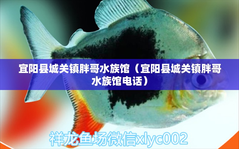 宜阳县城关镇胖哥水族馆（宜阳县城关镇胖哥水族馆电话）