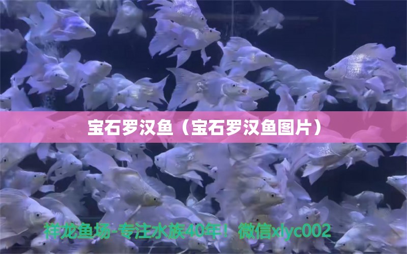 宝石罗汉鱼（宝石罗汉鱼图片） 罗汉鱼