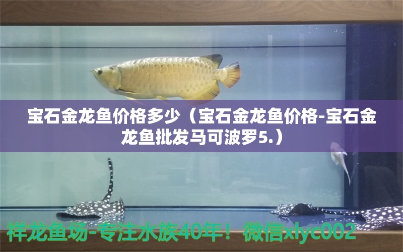 宝石金龙鱼价格多少（宝石金龙鱼价格-宝石金龙鱼批发马可波罗5.） 龙鱼百科 第2张