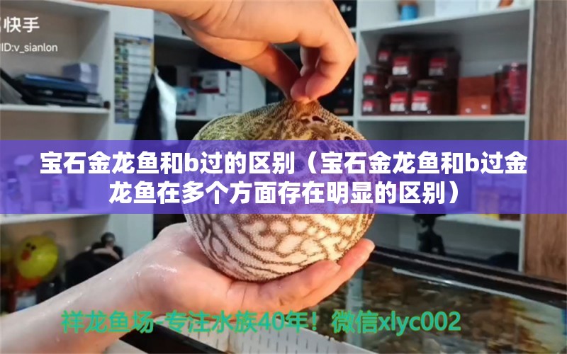 宝石金龙鱼和b过的区别（宝石金龙鱼和b过金龙鱼在多个方面存在明显的区别）