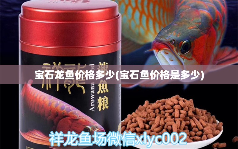 宝石龙鱼价格多少(宝石鱼价格是多少) 水族杂谈