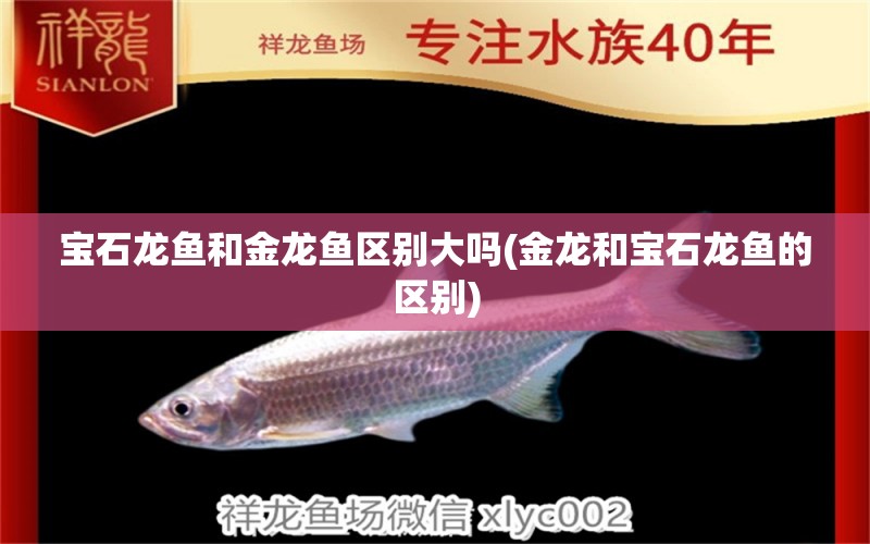 宝石龙鱼和金龙鱼区别大吗(金龙和宝石龙鱼的区别) 水族杂谈