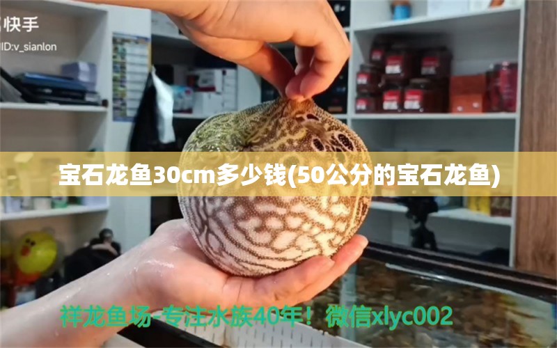 宝石龙鱼30cm多少钱(50公分的宝石龙鱼)