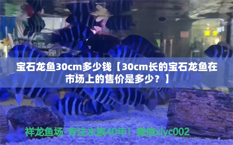 宝石龙鱼30cm多少钱【30cm长的宝石龙鱼在市场上的售价是多少？】