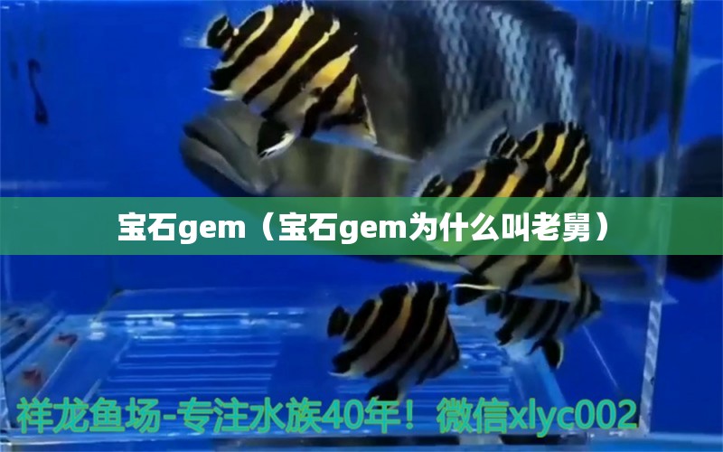 宝石gem（宝石gem为什么叫老舅） 文玩