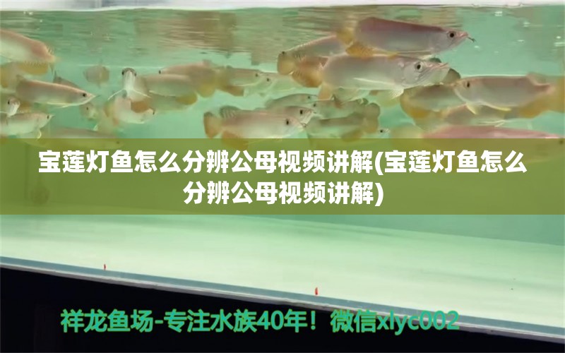 宝莲灯鱼怎么分辨公母视频讲解(宝莲灯鱼怎么分辨公母视频讲解) 观赏鱼 第1张