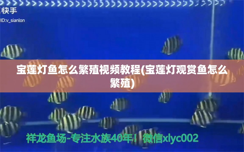 宝莲灯鱼怎么繁殖视频教程(宝莲灯观赏鱼怎么繁殖) 观赏鱼 第1张