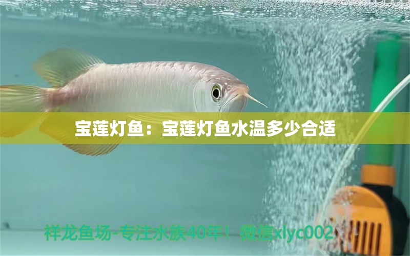 宝莲灯鱼：宝莲灯鱼水温多少合适