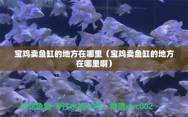 宝鸡卖鱼缸的地方在哪里（宝鸡卖鱼缸的地方在哪里啊）