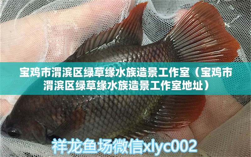 宝鸡市渭滨区绿草缘水族造景工作室（宝鸡市渭滨区绿草缘水族造景工作室地址） 全国水族馆企业名录