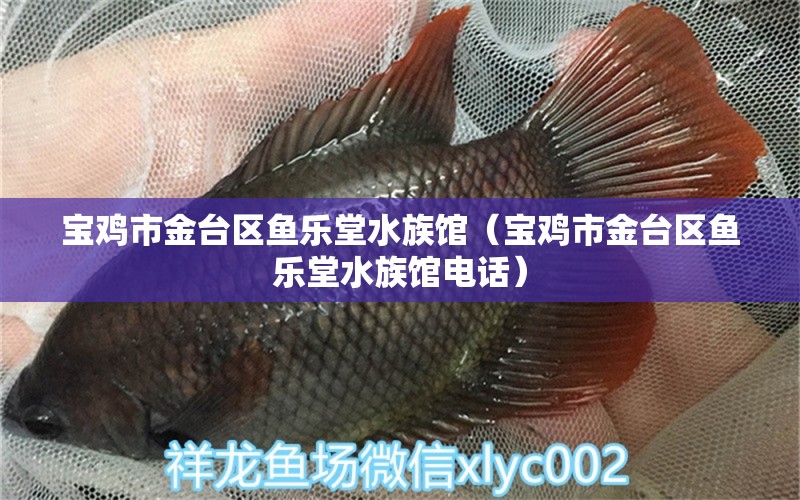 宝鸡市金台区鱼乐堂水族馆（宝鸡市金台区鱼乐堂水族馆电话）