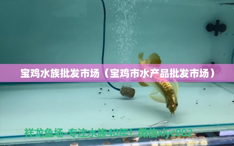 宝鸡水族批发市场（宝鸡市水产品批发市场）