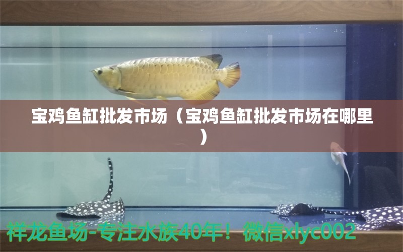 宝鸡鱼缸批发市场（宝鸡鱼缸批发市场在哪里） 观赏鱼水族批发市场 第1张