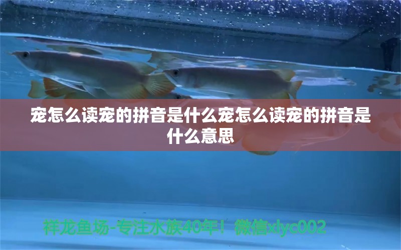 宠怎么读宠的拼音是什么宠怎么读宠的拼音是什么意思