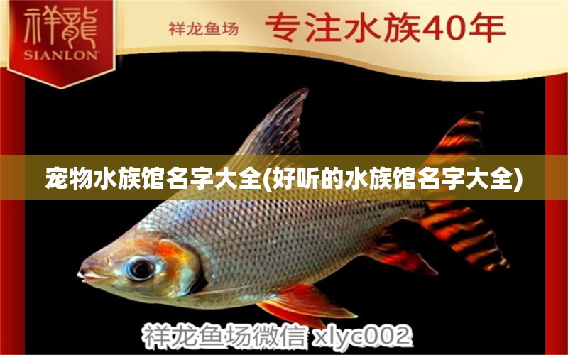 宠物水族馆名字大全(好听的水族馆名字大全)