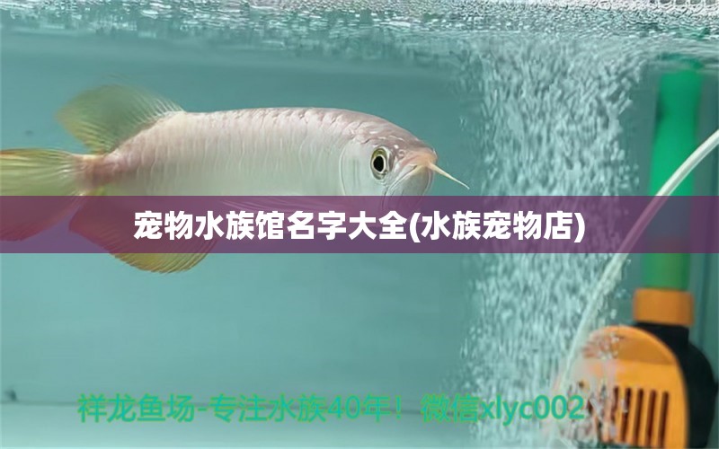 宠物水族馆名字大全(水族宠物店)