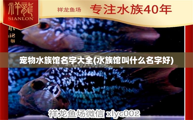 宠物水族馆名字大全(水族馆叫什么名字好)