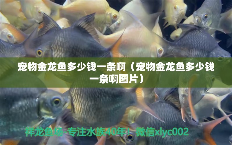 宠物金龙鱼多少钱一条啊（宠物金龙鱼多少钱一条啊图片） 广州龙鱼批发市场