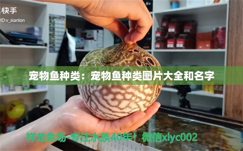 宠物鱼种类：宠物鱼种类图片大全和名字 杀菌消毒设备