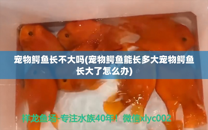 宠物鳄鱼长不大吗(宠物鳄鱼能长多大宠物鳄鱼长大了怎么办) 红龙专用鱼粮饲料