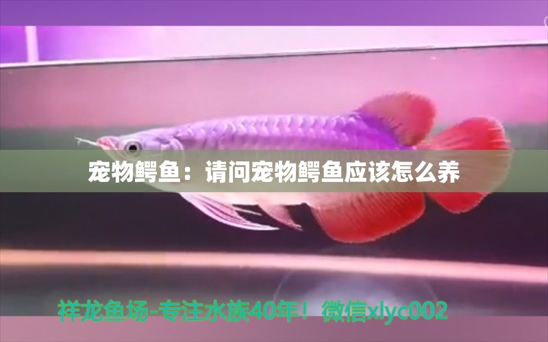 宠物鳄鱼：请问宠物鳄鱼应该怎么养 观赏鱼