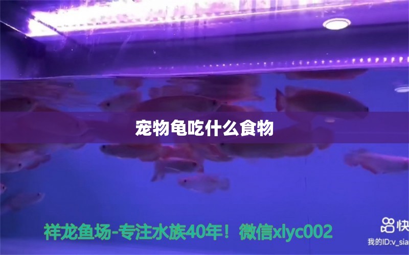 宠物龟吃什么食物 福虎/异型虎鱼/纯色虎鱼 第2张