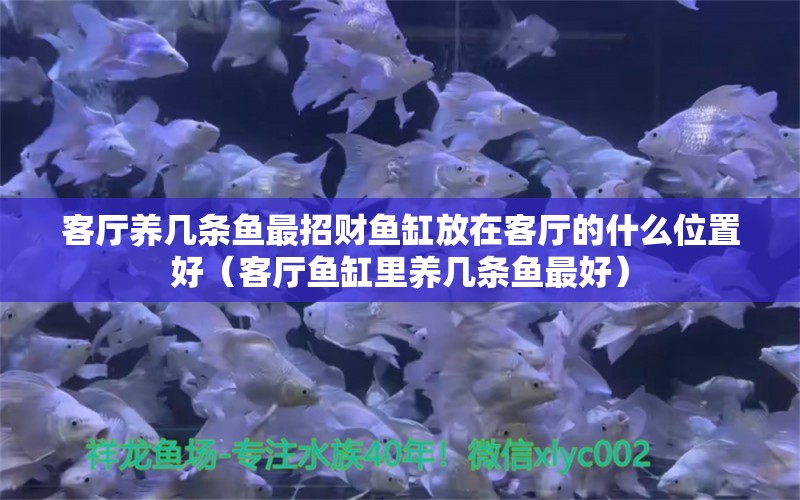 客厅养几条鱼最招财鱼缸放在客厅的什么位置好（客厅鱼缸里养几条鱼最好）