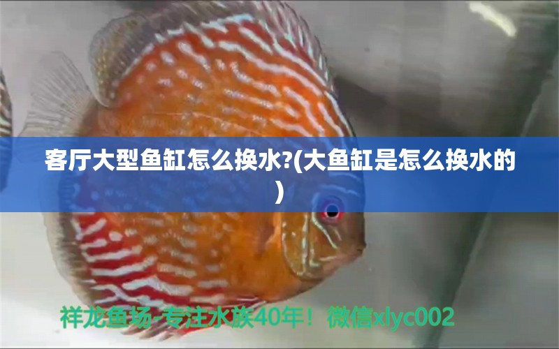 客厅大型鱼缸怎么换水?(大鱼缸是怎么换水的) 黄金达摩鱼 第1张