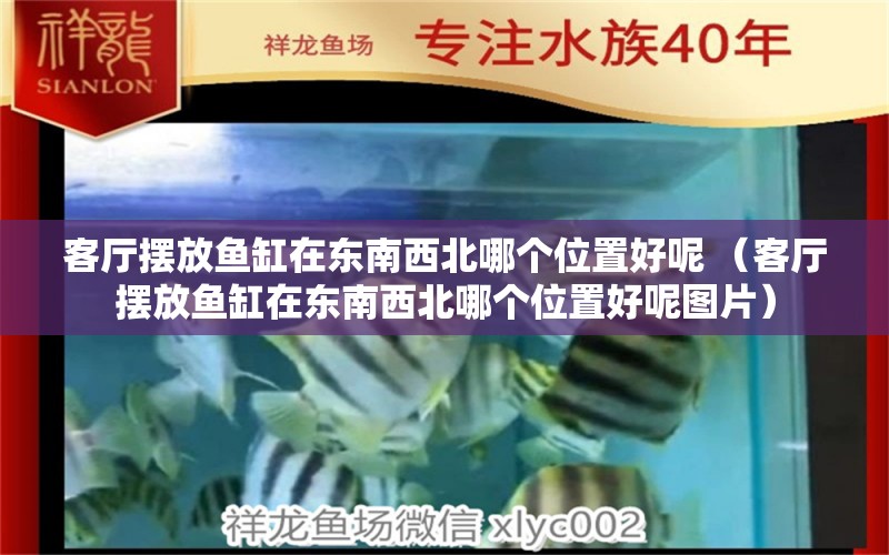 客厅摆放鱼缸在东南西北哪个位置好呢 （客厅摆放鱼缸在东南西北哪个位置好呢图片） 观赏鱼市场（混养鱼） 第1张