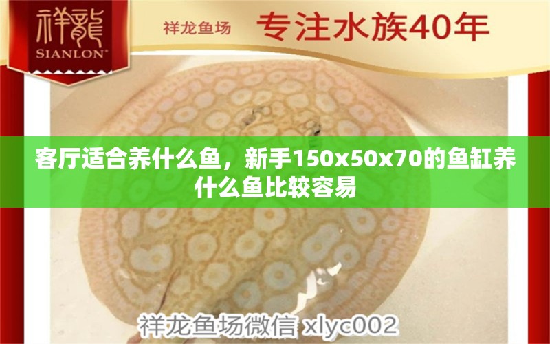 客厅适合养什么鱼，新手150x50x70的鱼缸养什么鱼比较容易