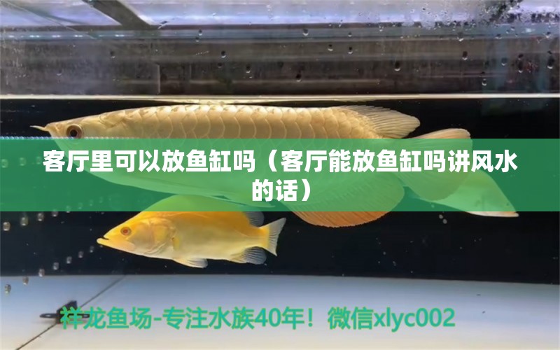 客厅里可以放鱼缸吗（客厅能放鱼缸吗讲风水的话） 观赏鱼水族批发市场