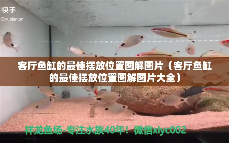 客厅鱼缸的最佳摆放位置图解图片（客厅鱼缸的最佳摆放位置图解图片大全）